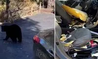 انگیزه خرس سیاه برای ورود ویرانگر به یک خودرو