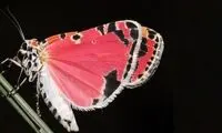 داستان عاشقانه‌ی سمی یک پروانه!