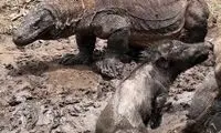 سه اژدهای کومودو، گراز بی نوا را زنده زنده خوردند!