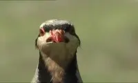 تصاویری از کبک دری معروف به عروس کوهستان