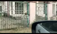 حمله برق‌آسای یک پلنگ به ماشین ون در جاده