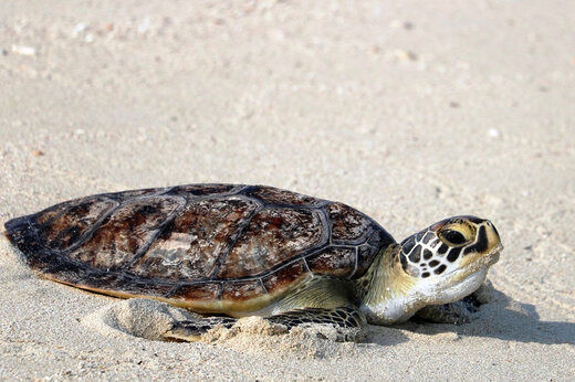  ویدئویی عجیب اما واقعی از دویدن لاکپشت‌ها