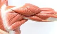 ساخت عضله مصنوعی که ۴۰۰۰ برابر وزنش را بلند می‌کند!