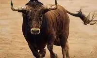 حمله وحشتناک یک گاو وحشی به پیرمرد بیچاره