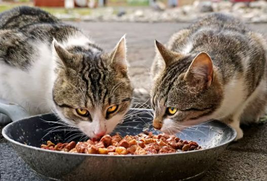 عاشقان گربه‌های خیابانی در ایران، کاش به این سوال جواب بدهند