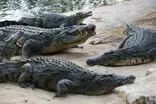 توقف طرح استفاده از تمساح در اطراف یک زندان