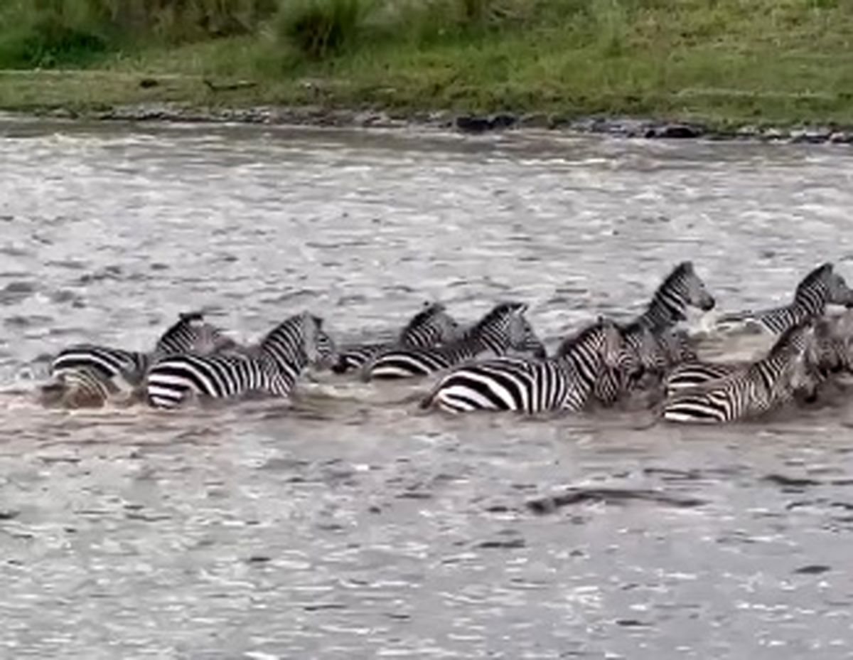 فرار گورخر از چنگال تمساح به بهای از دست دادن یک پا