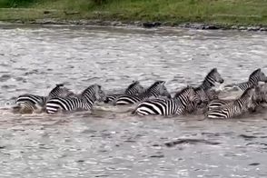 فرار گورخر از چنگال تمساح به بهای از دست دادن یک پا