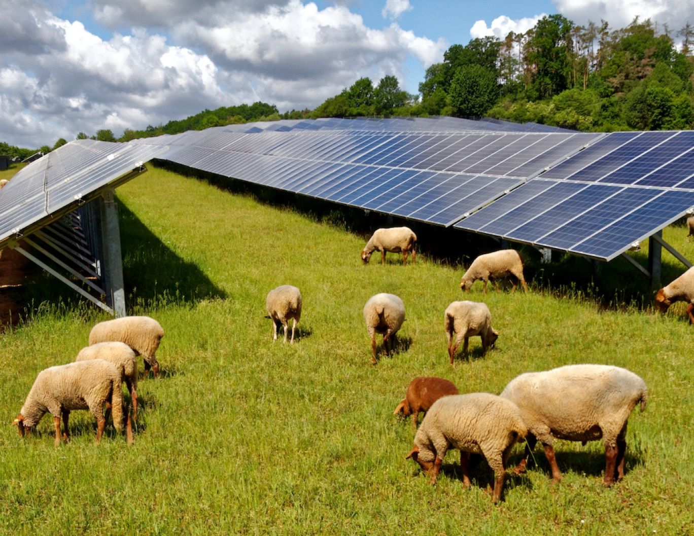 رابطه پشم گوسفندان با صفحه خورشیدی چیست؟