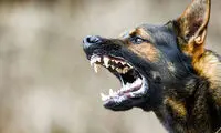 حمله سگ به دامپزشک پس از عقیم‌ شدن
