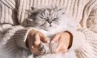 رفتار مودبانه یک گربه در داخل مترو در کره جنوبی