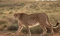 فاجعه زیست محیطی برای  ۱۲۸ گونه‌ جانوری 