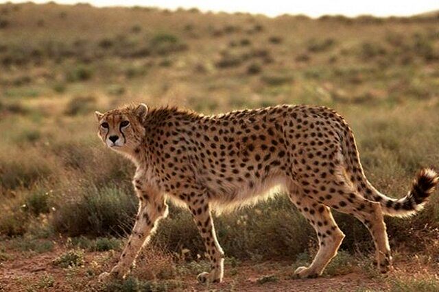 فاجعه زیست محیطی برای  ۱۲۸ گونه‌ جانوری 