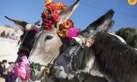 تصاویری از جشنواره قدردانی از زحمات خر‌ها!