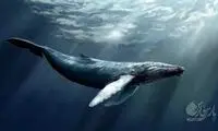 نجات یک کوسه‌نهنگ 5متری در بندر امام