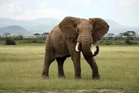 این فیل در جاده از خودروها عوارض می‌گیرد