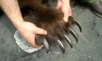 بلایی که قدرت چنگال خرس بر سر چند خودرو آورد