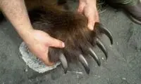 بلایی که قدرت چنگال خرس بر سر چند خودرو آورد