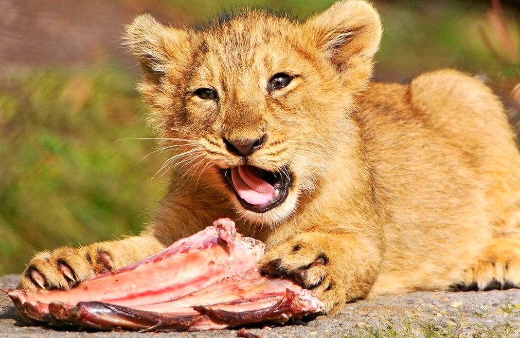 وقتی بچه شیر‌ها برای اولین بار گوشت می‌خورند