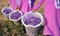 یخبندان امسال بازار زعفران را داغ می‌کند؟