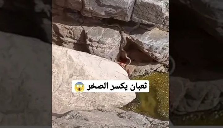 کشف یک مار بزرگ و غول پیکر در کوه های عربستان