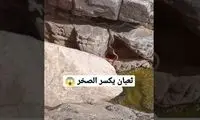 کشف یک مار بزرگ و غول پیکر در کوه های عربستان