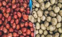 تولید داروی سرطان از گوجه فرنگی و سیب زمینی