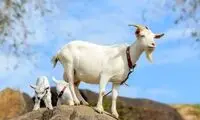 تاب بازی جالب یک بز با شاخ هایش