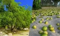هرگز به میوه و برگ این درخت دست نزنید!