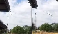  پرش باورنکردنی یک مار از پشت بام خانه!