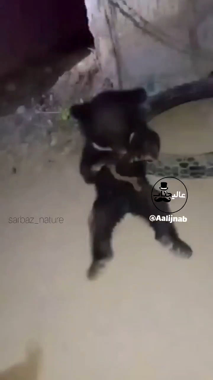 ویدئو تلخ از شکنجه یک توله خرس در بلوچستان!