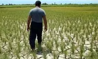 کشت برنج، فاتحه منابع آب این استان را خواند
