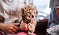 اظهارات قاضی جوانی که به نفع پیروز رای داد