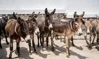 این کشور رکورددار الاغ در جهان است
