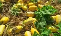 برداشت جالب تخمه کدو آجیلی