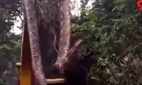 عظیم‌الجثه‌ترین مار جهان با بولدوزر شکار شد!