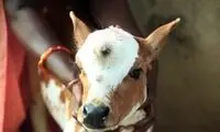 عکسی از گاو سه دست و گوساله سه چشم در هند