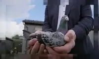 نمایی تحسین‌برانگیز از آب دادن یک راننده به کبوتر 