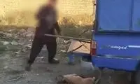 فرد حیوان آزار در ارومیه دستگیر شد
