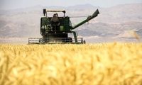 بازنگری در قیمت گندم کلید می‌خورد