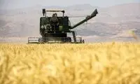 بازنگری در قیمت گندم کلید می‌خورد