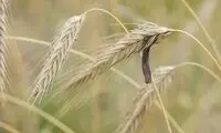 قارچی که برای درمان سردردهای شدید کاربرد دارد