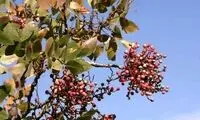 این درخت ۴۷۰۰ساله در استان فارس ثبت ملی می‌شود؟