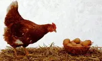 قیمت جدید و باورنکردنی مرغ و تخم مرغ اعلام شد