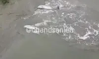 تصاویری تلخ از خودکشی دلفین‌ها!