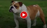 حمله وحشیانه یک سگ بولداگ به خانم کارآفرین!