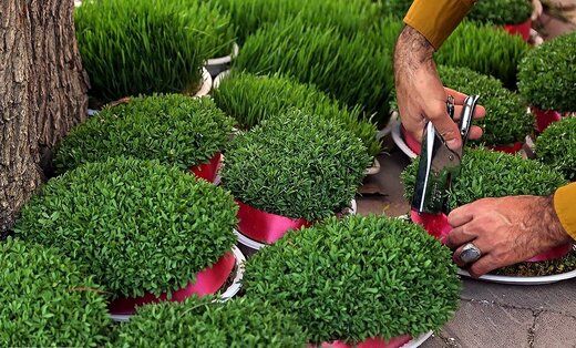قیمت گل و سبزه عید در رزوهای پایانی سال