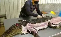  عملیات جداسازی گوشت از پوست تمساح