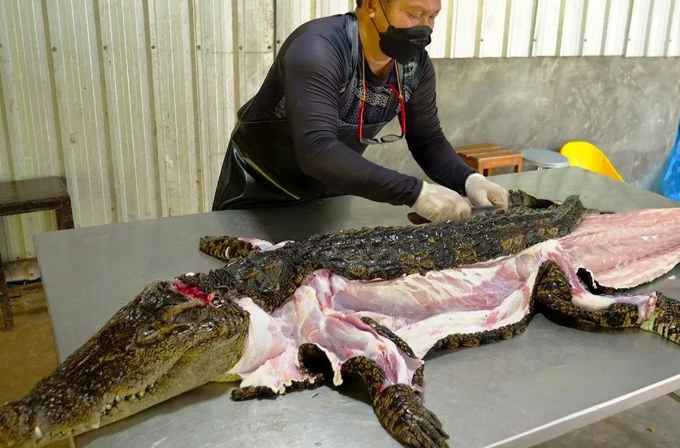  عملیات جداسازی گوشت از پوست تمساح
