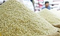 خشکسالی نیمی از برنج امسال را وارداتی کرد